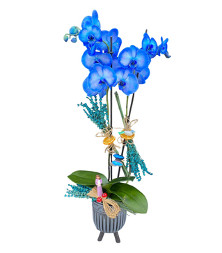 �ki Dal Mavi Orkide