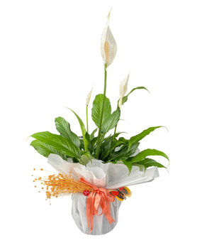 Spatifilyum Saks� �i�e�i