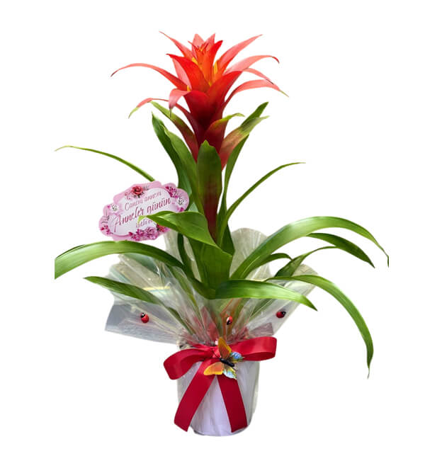 Anneler G�n� Guzmania Saks�