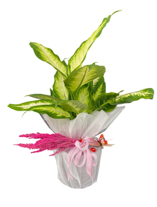 Difenbahya Saks� �i�e�i