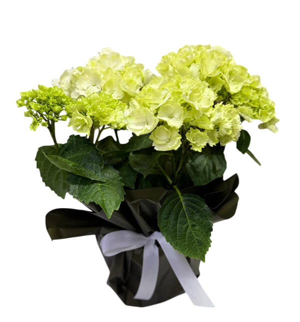Saks�da