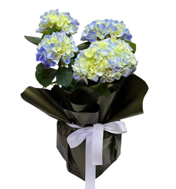 Saks�da Ortancalar